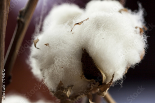 Fototapeta Naklejka Na Ścianę i Meble -  Fresh white cotton bolls on the plant  