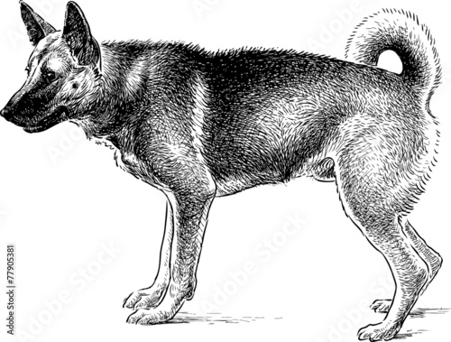 Shepherd dog on guard