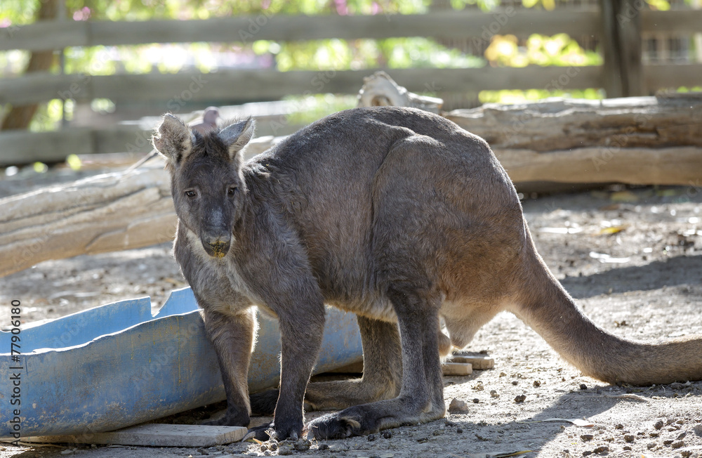 Australian kangaroo Australian kangaroo