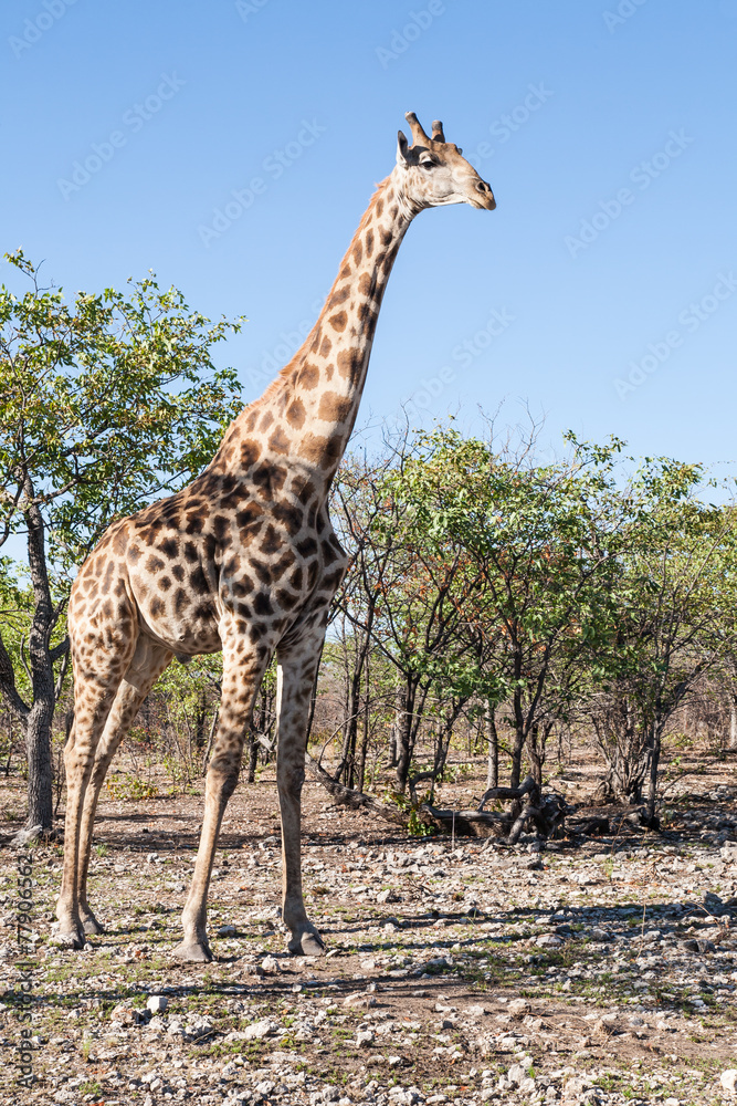Obraz premium giraffe in the bush