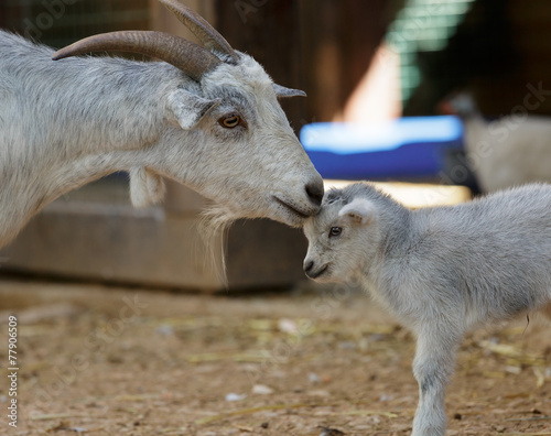 the goat and kid