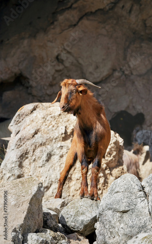 mountain goats © lom742