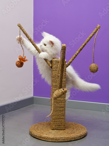 White persian cat playing with the scratching climber tree