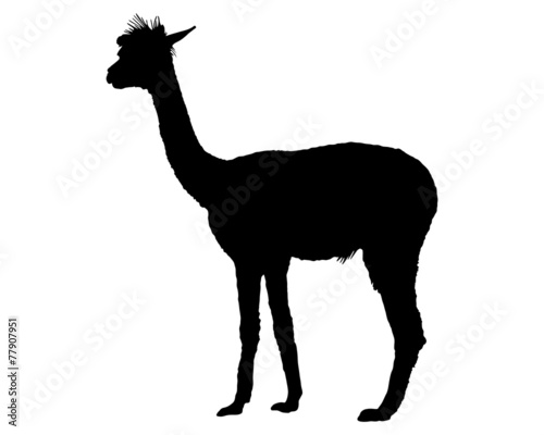 Quadro su tela Guanako Silhouette