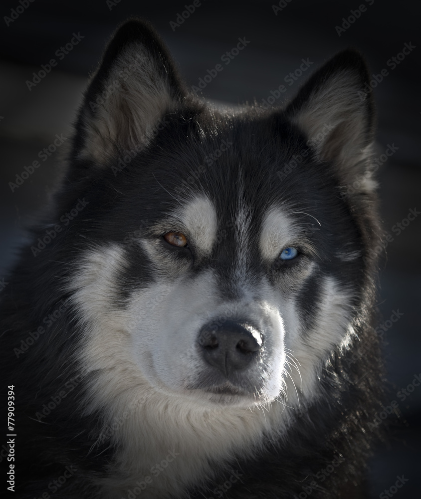 Husky Portrait Dark