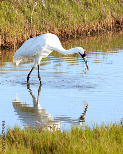 Whooping Crane with Crab and Reflection photo