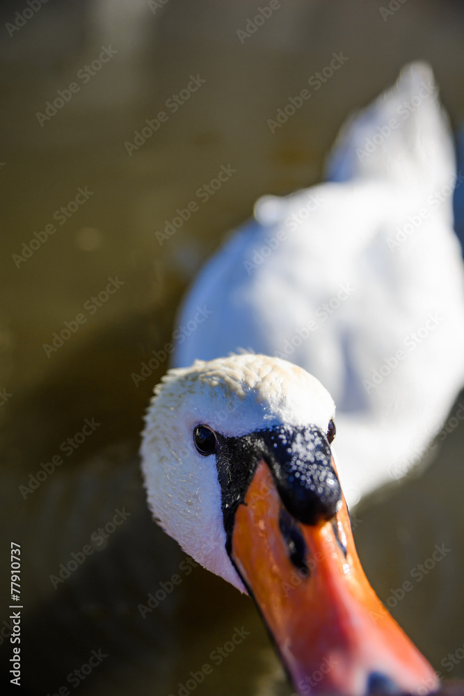 Obraz premium Funny and unusual swan tastes lens