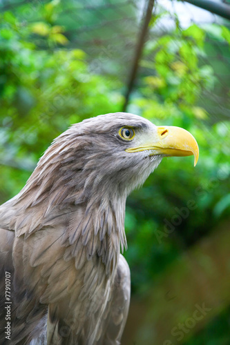White tailed sea eagle in zoo
