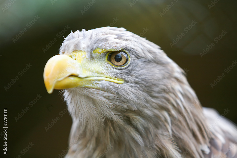 Fototapeta premium Close up of white tailed eagle