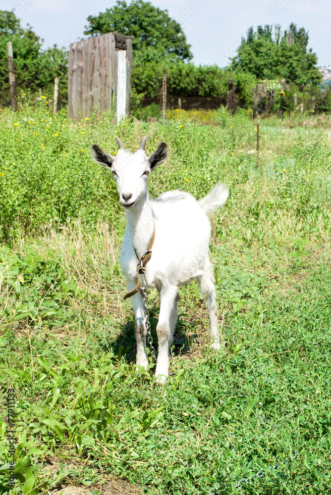 Fototapeta premium little goat on a meadow with green grass.
