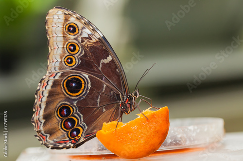 Canvas Print Blue Morphus butterfly