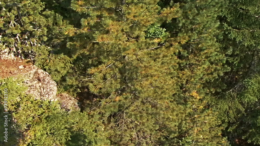 Aerial helicopter view of mountain forest and trees Aerial helicopter view of mountain forest and trees