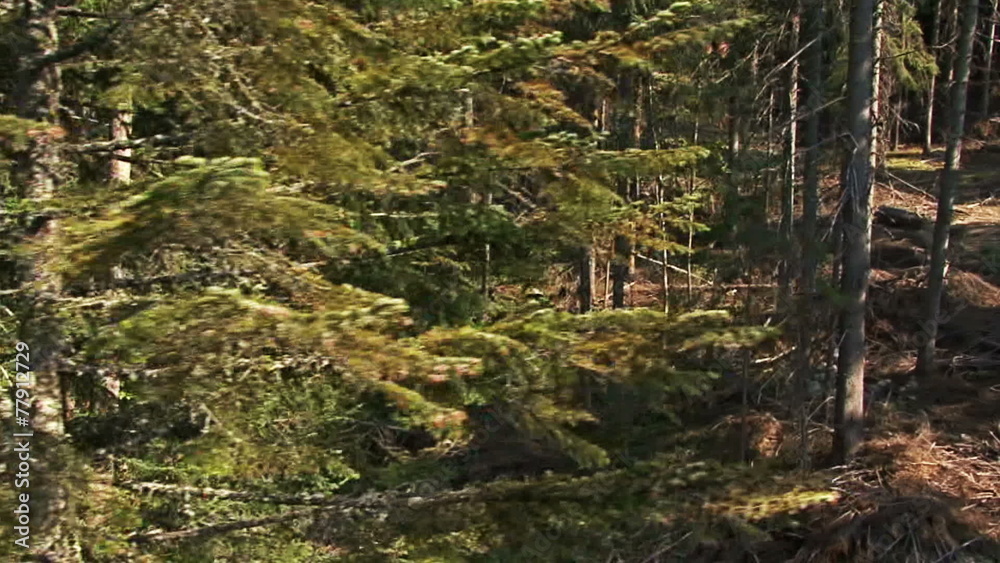 Aerial helicopter view of mountain forest and trees Aerial helicopter view of mountain forest and trees