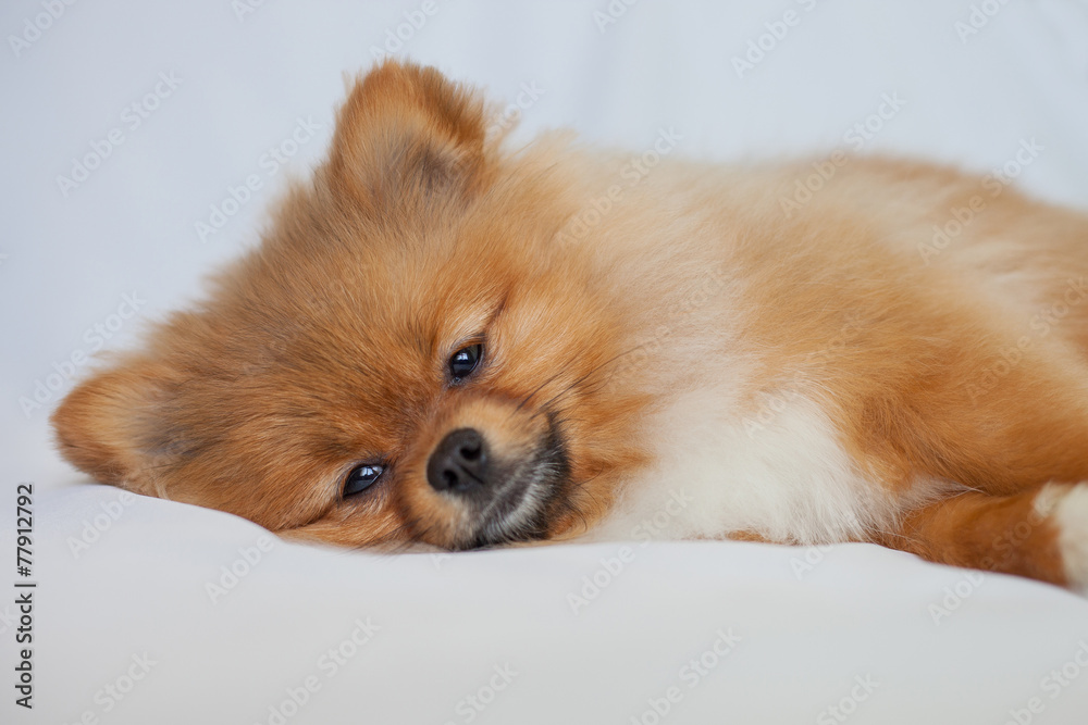 Cute redhead Pomeranian puppy lies on a white background Cute redhead Pomeranian puppy lies on a white background