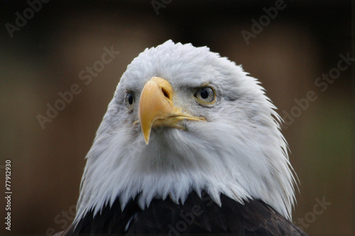 Bald eagle (Haliaeetus leucocephalus),
