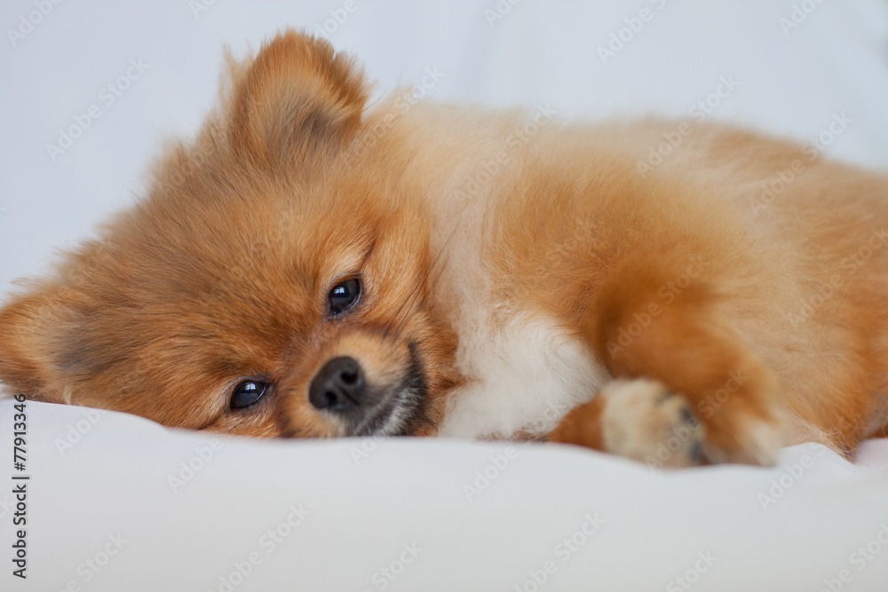 Cute redhead Pomeranian puppy lies on a white background