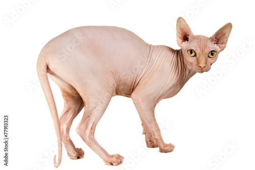 cat sphinx