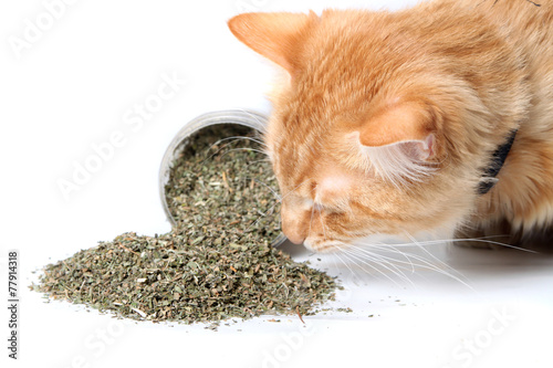 Orange cat sniffing dried catnip photo