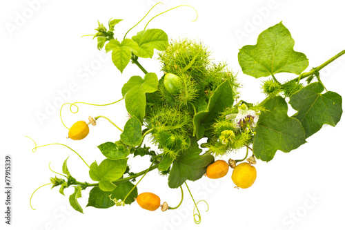 Vine Plant photo
