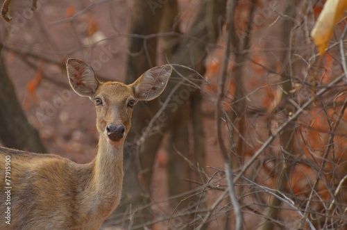 dear in forest