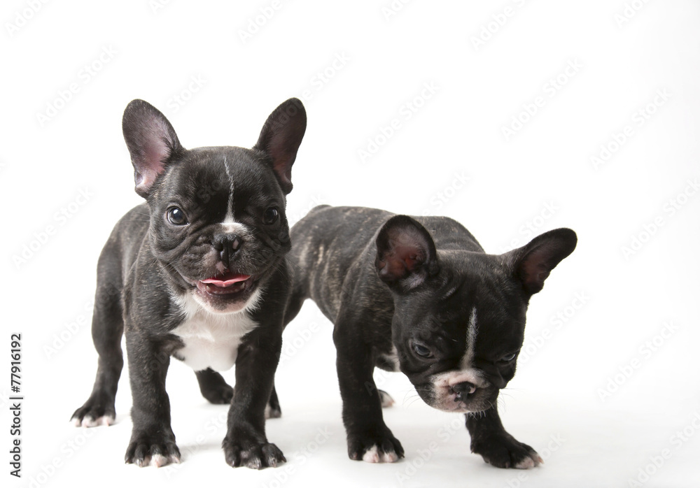 Two French bulldog puppies
