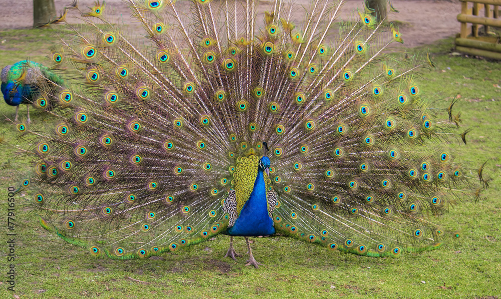Obraz premium Male peacock