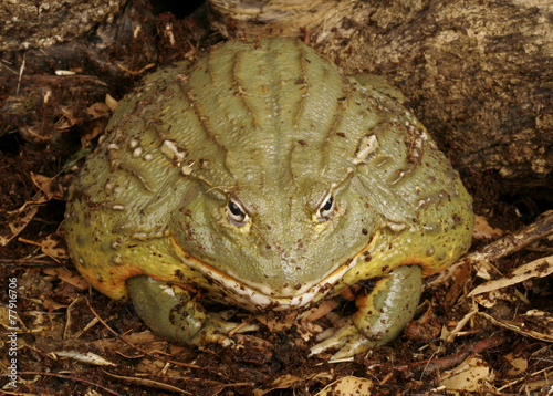 Pixie Frog photo