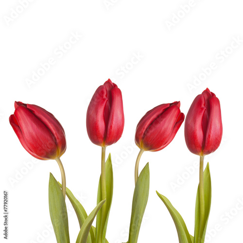 Fototapeta Naklejka Na Ścianę i Meble -  tulips bouquet of three