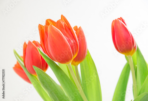 Obraz na płótnie Spring tulips w salonie