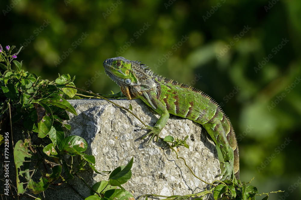 Fototapeta premium green iguana