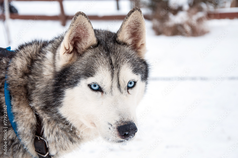 Siberian Husky dog Siberian Husky dog