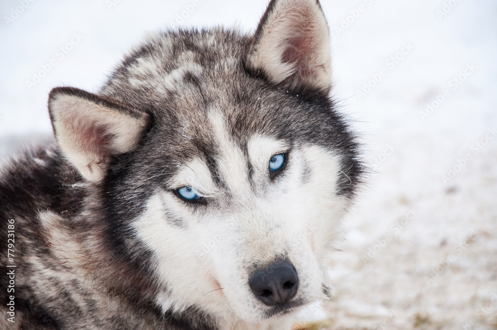 Husky portrait Husky portrait