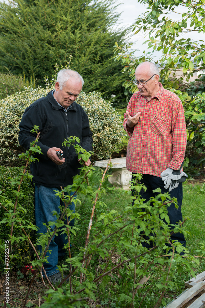 Fototapeta premium two senior gardeners
