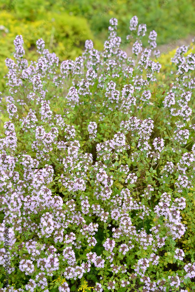 The blossoming Thyme creeping (a thyme ordinary) (Thymus serpyll