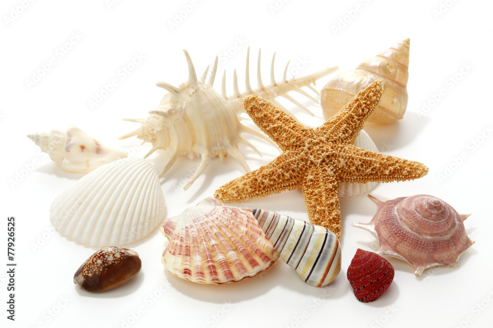Seashells and starfish on white background
