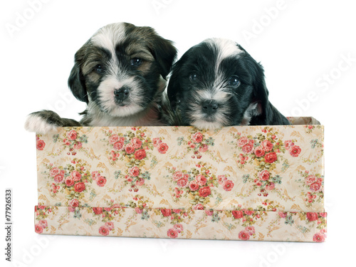 Bild auf Leinwand puppies tibetan terrier
