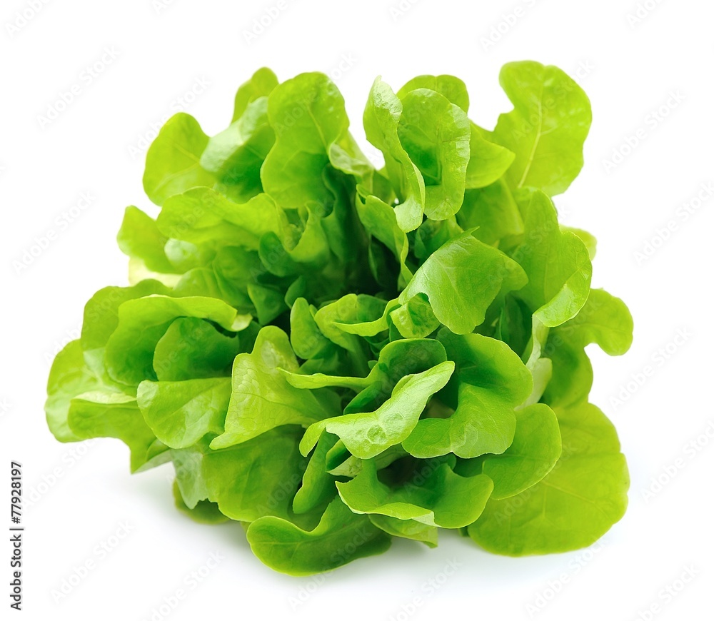 Salad isolated on white background .Salad leafs - obrazy, fototapety, plakaty 