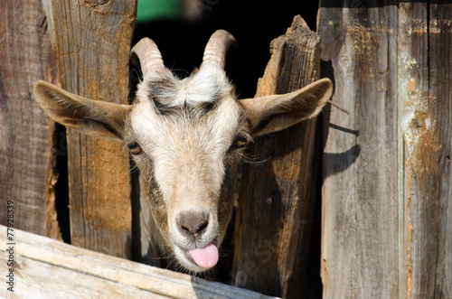 " Bearded goat looking through a wooden fence boards"