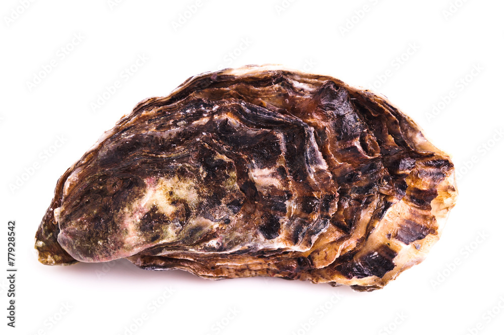 Obraz premium Gourmet fresh french oysters