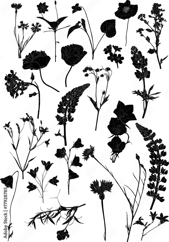 twenty two isolated black silhouettes of wild flowers