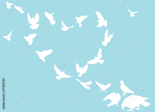 heart from pigeon silhouettes isolated on blue