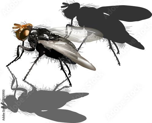 dark fly isolated on white background