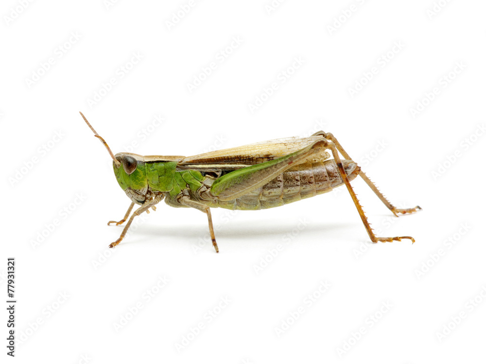 grasshopper