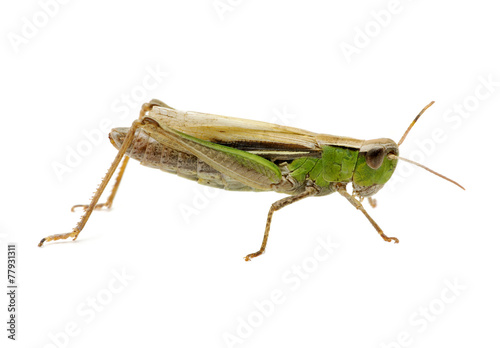 Canvastavla grasshopper