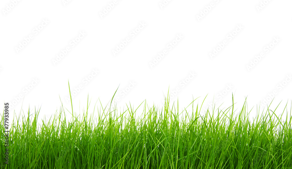green grass green grass