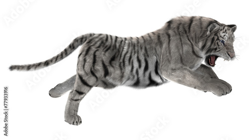 Fototapeta Naklejka Na Ścianę i Meble -  White Tiger