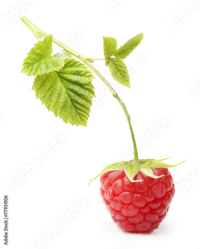 Red ripe berry raspberry isolated