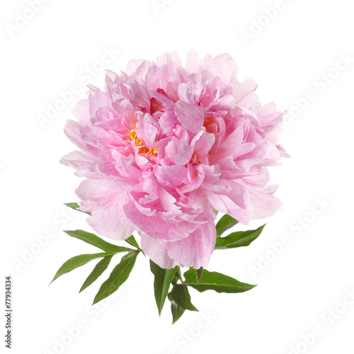 pink peony isolated on white background