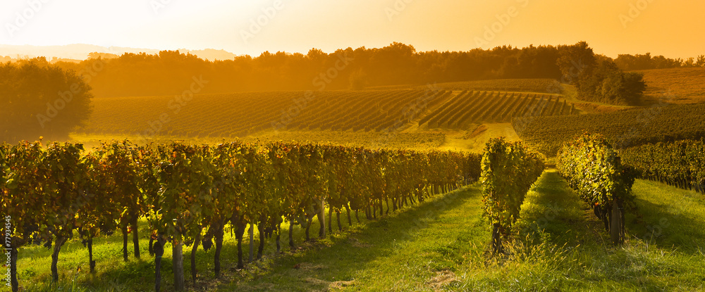 Fototapeta Winnica Sunrise - Bordeaux Vineyard