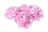 group of four pink peonies isolated on white background